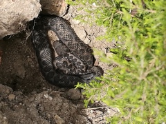 Vipera latastei