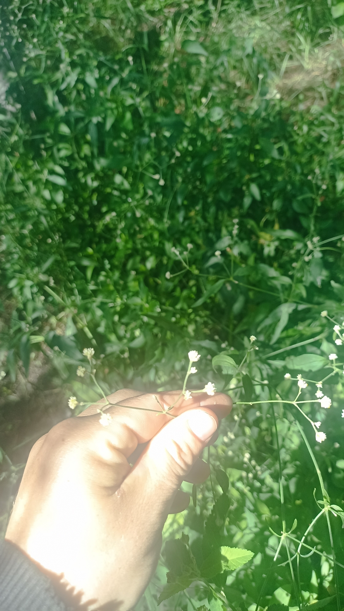 Imagem de Ginseng brasileiro