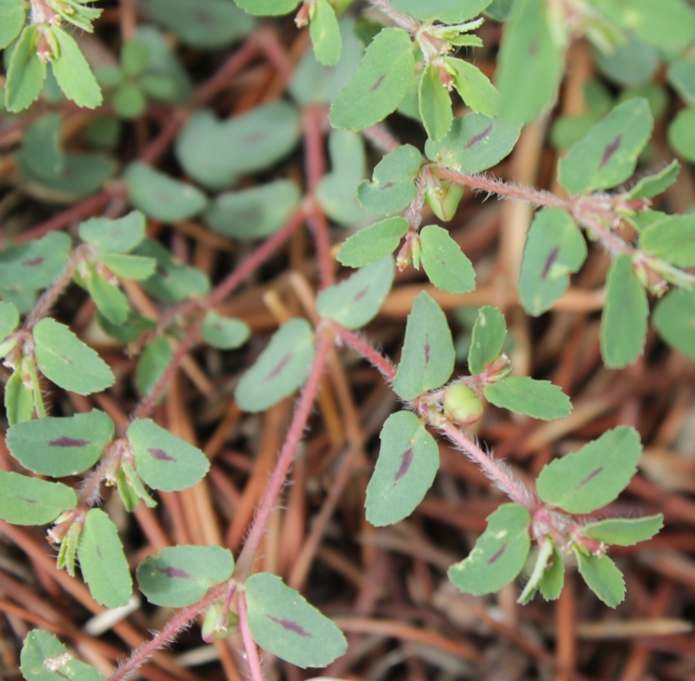 Euphorbia serrula