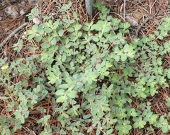 Euphorbia serrula