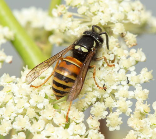Red-banded Yellowjacket