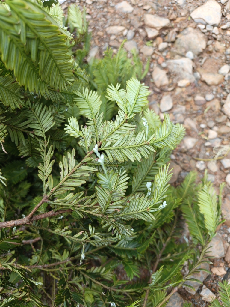 Pectinopitys harmsiana (Pectinopitys harmsiana)