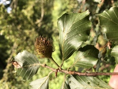Fagus sylvatica