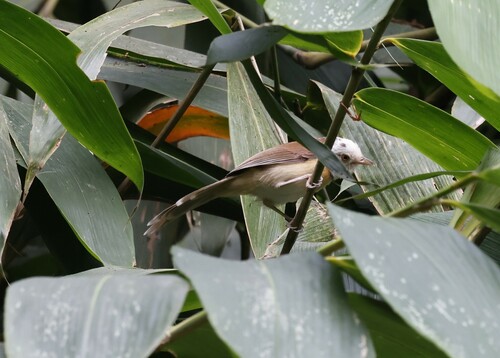 Collared Babbler (Gampsorhynchus torquatus), photo 10