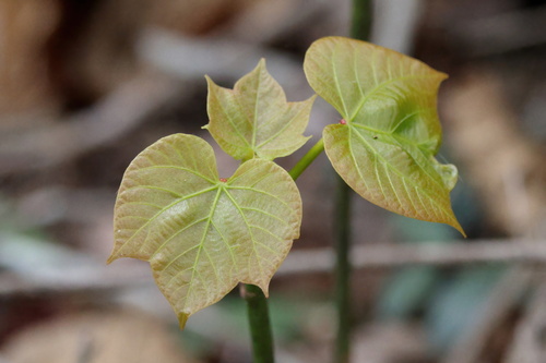 Image of Vernicia fordii by (c) Lauren McLaurin, some rights reserved (CC BY)