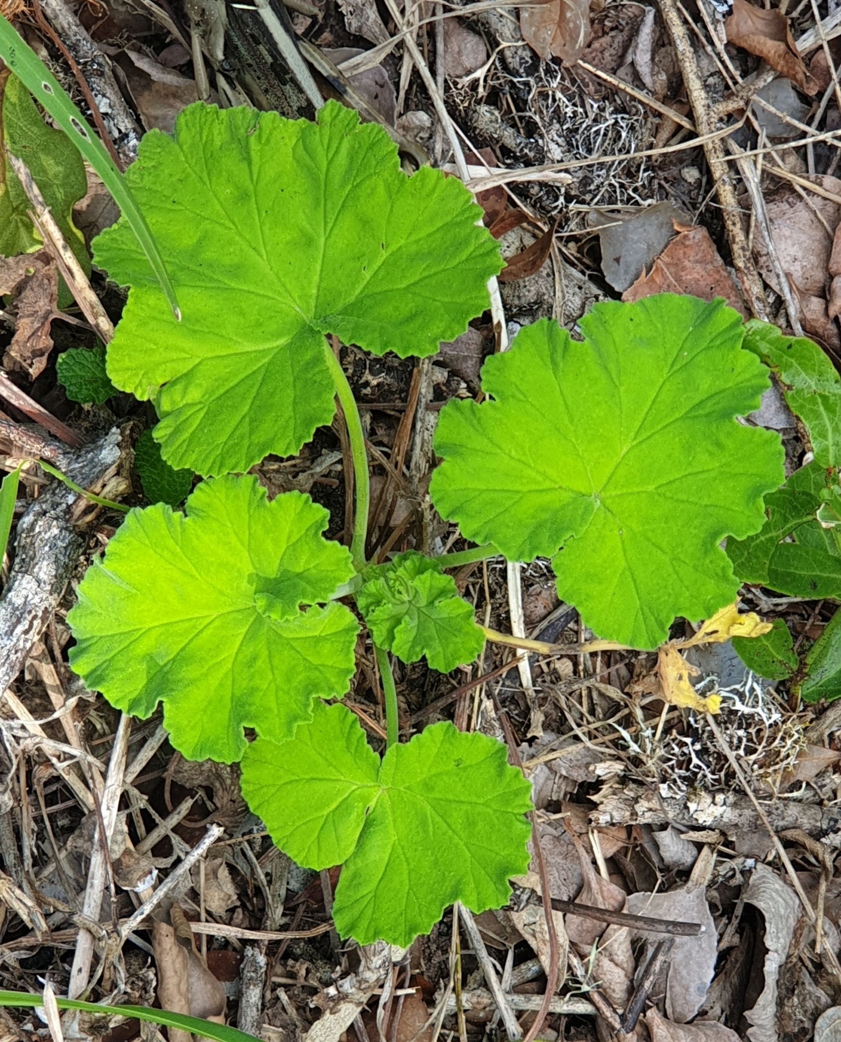 Imagem de Malva-cheirosa