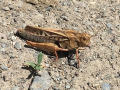 Pardalophora apiculata