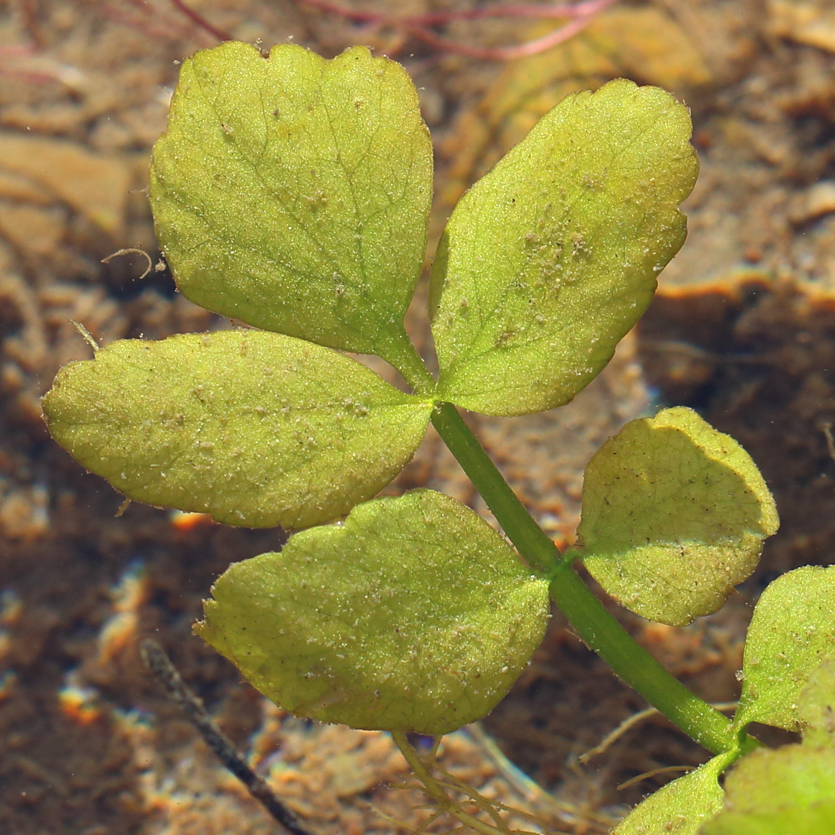 Жеруха Обыкновенная (Nasturtium officinale)