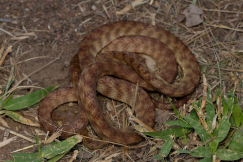 Brown Tree Snake sighting