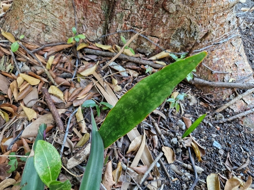 Dracaena hyacinthoides