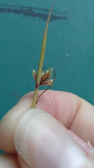 Cyperus squarrosus