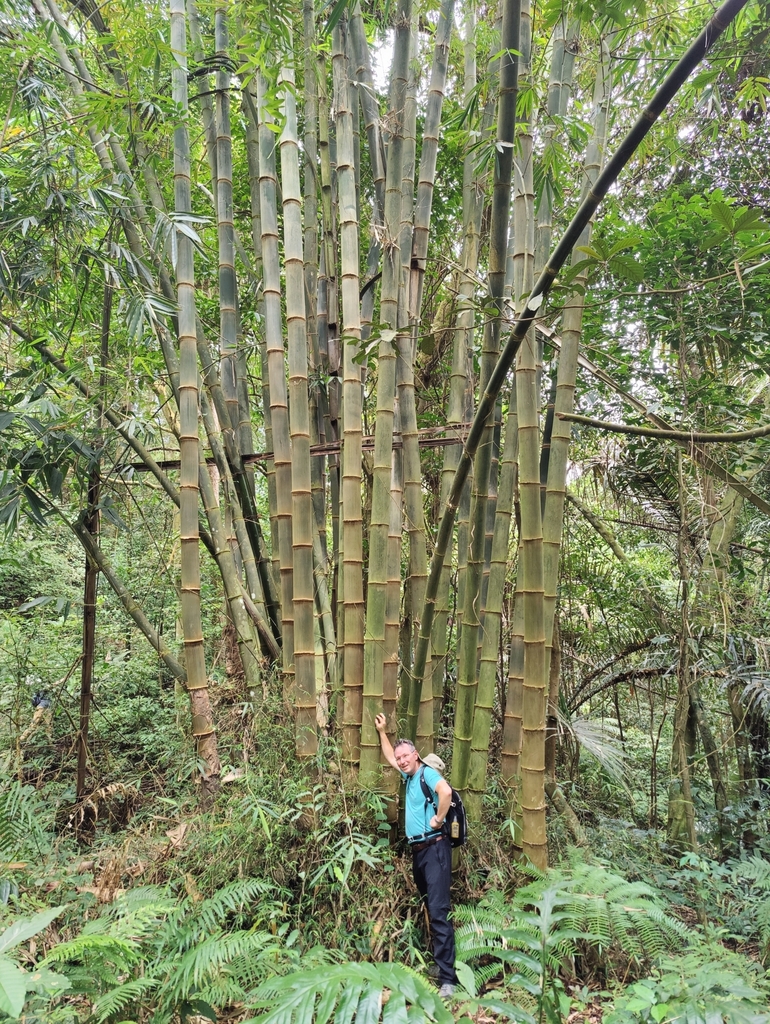 Gigantochloa levis