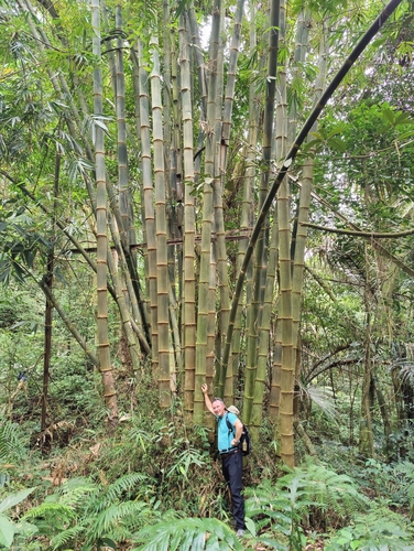 Gigantochloa levis