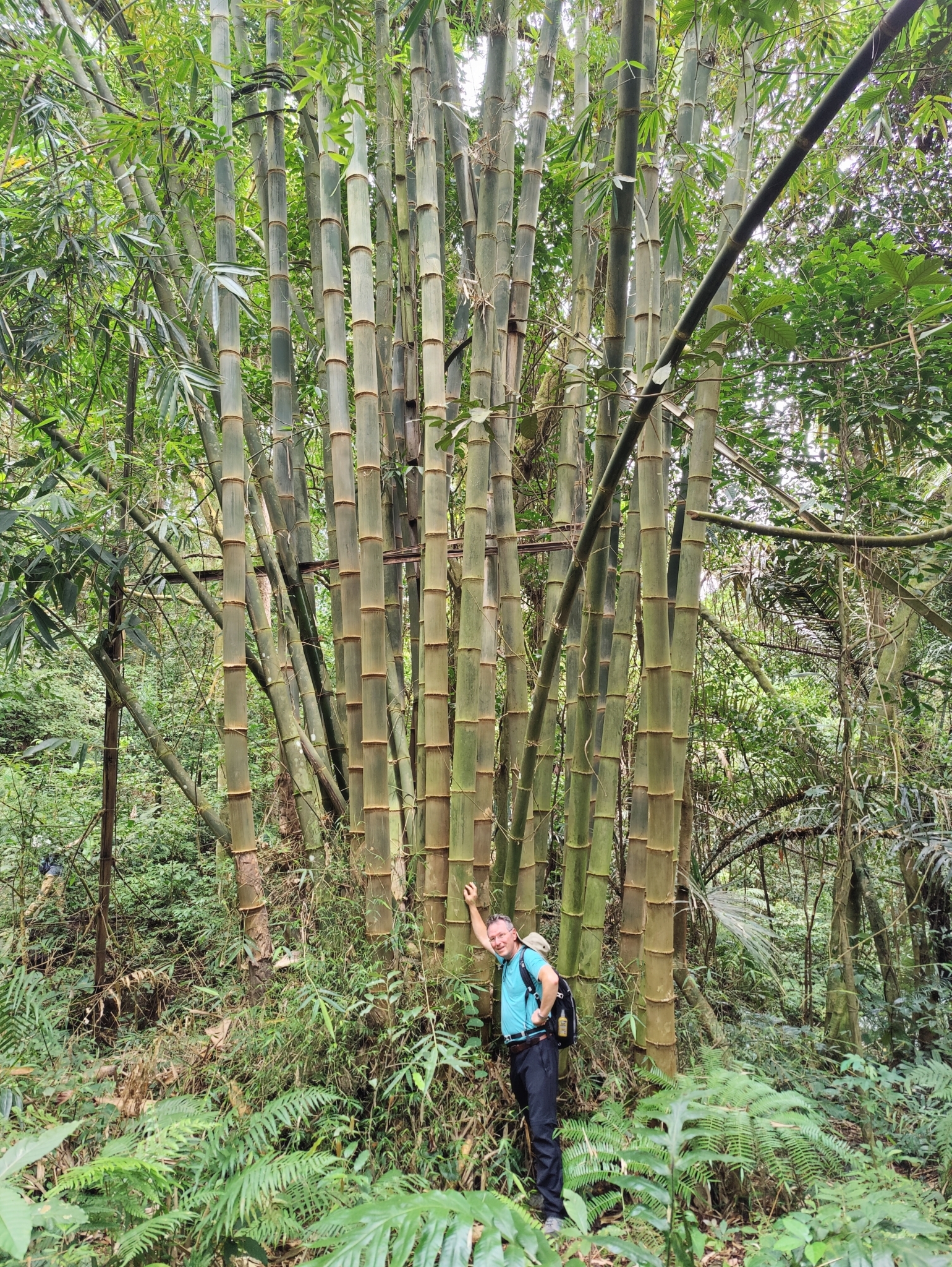 Gigantochloa levis