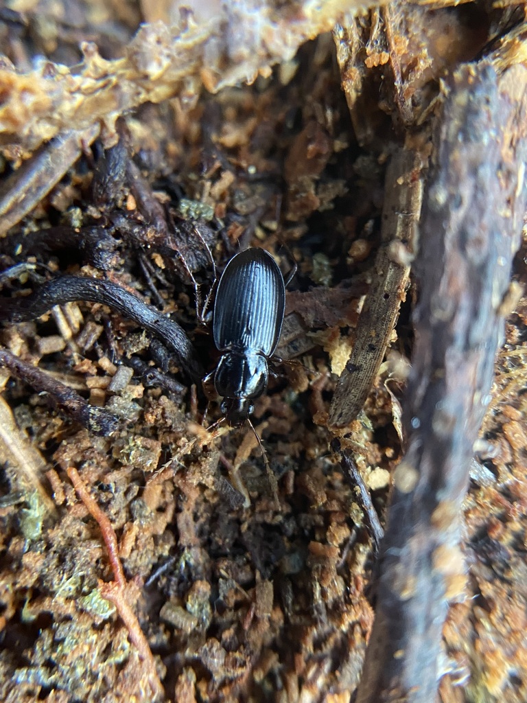 Platyderus rufus