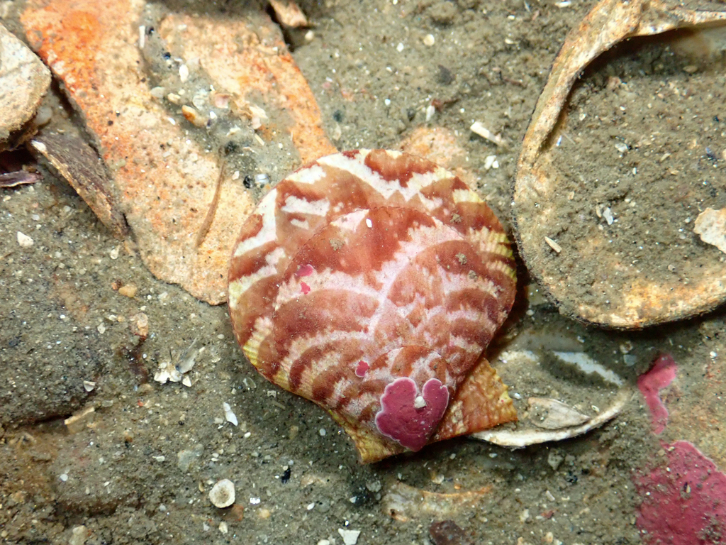 Tiger Scallop