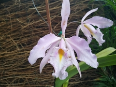 Cattleya maxima