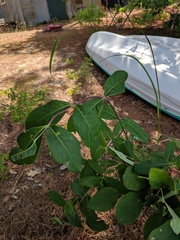 Lonicera dioica