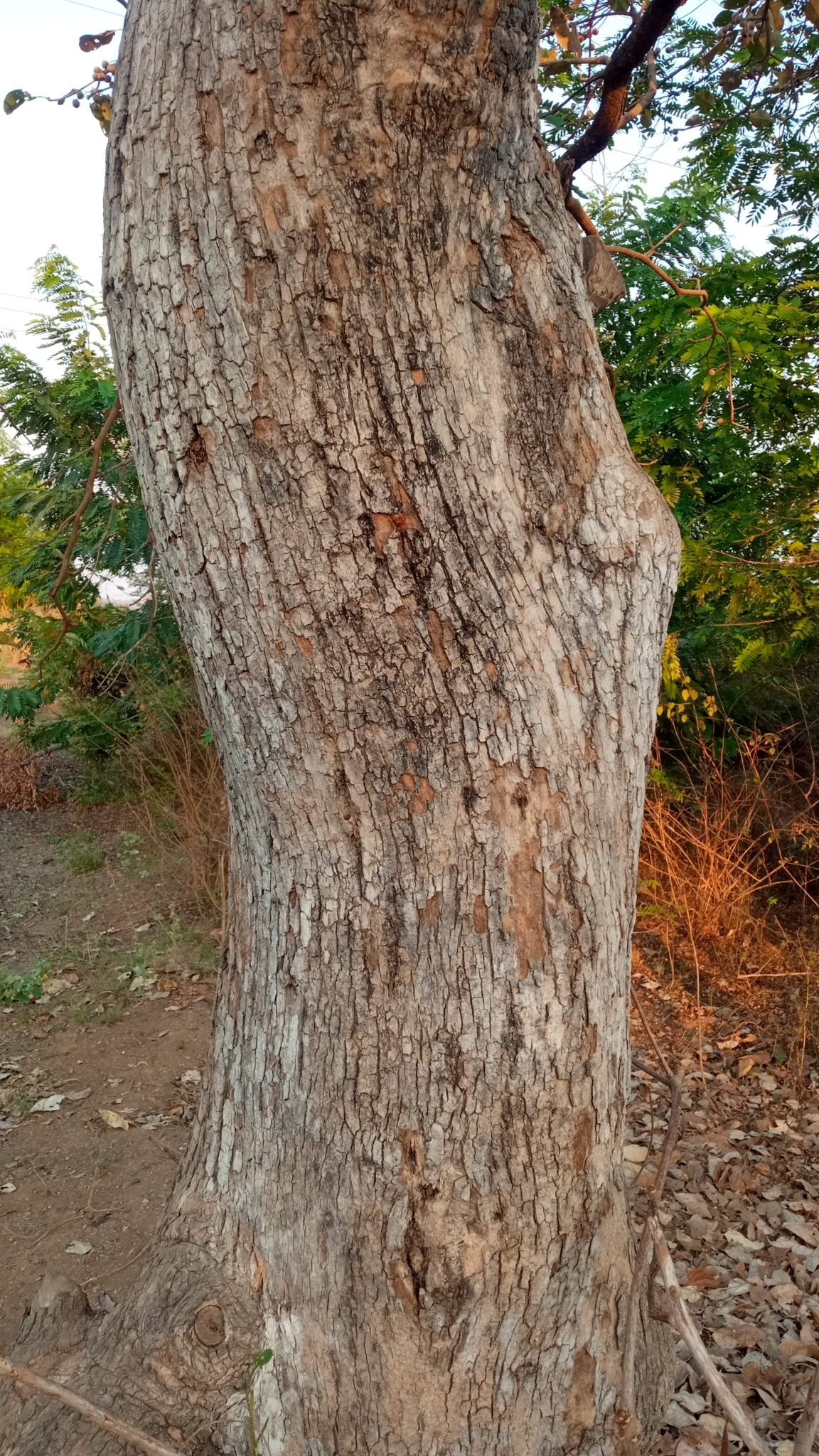 Imagem de Barro-longo
