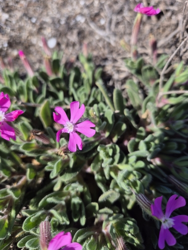 Image of Silene littorea by (c) Christoph Moning, some rights reserved (CC BY)