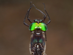 Somatochlora filosa