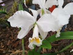 Cattleya gaskelliana
