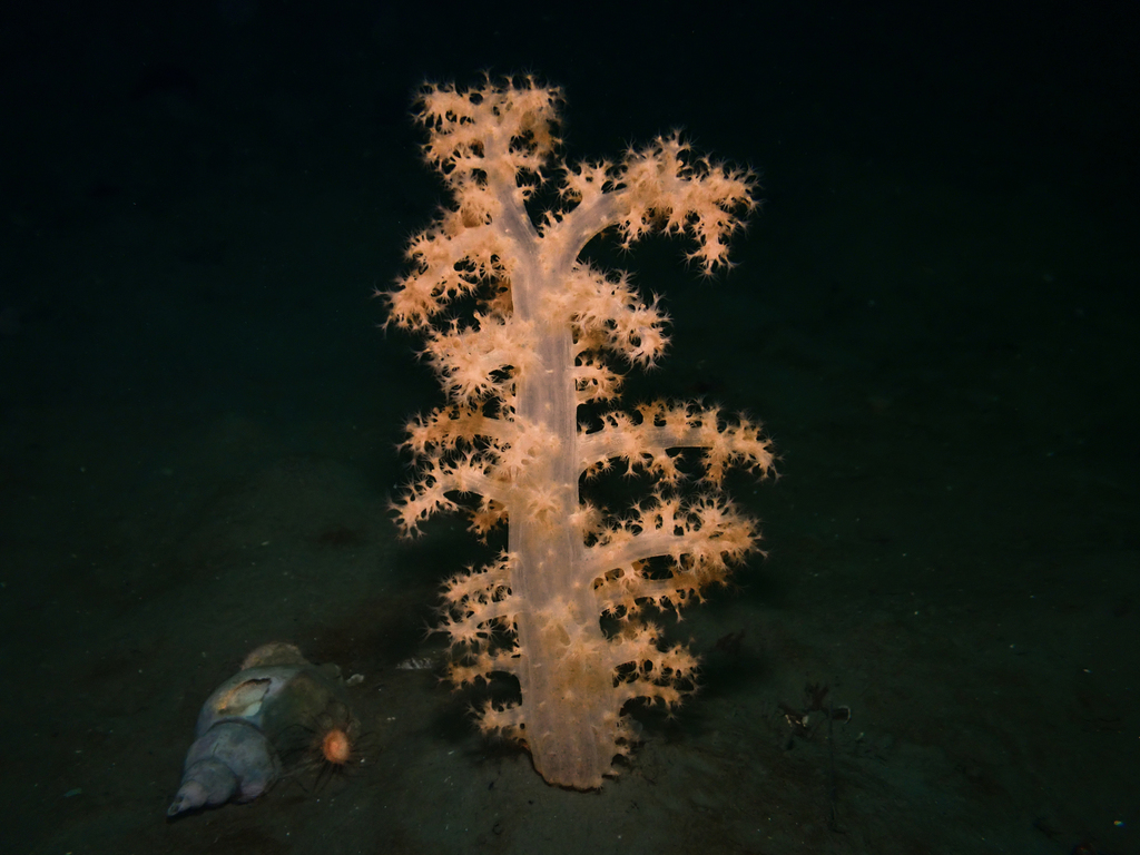 hedge carnation coral