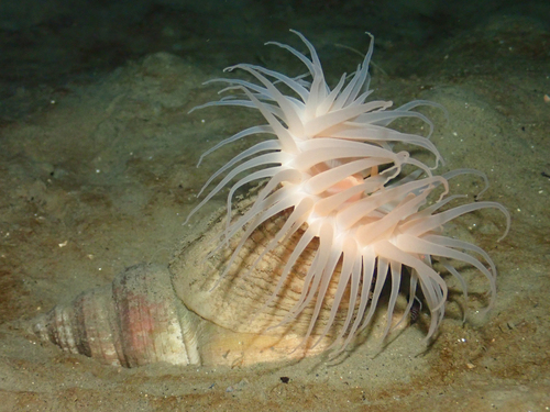 maned sea anemone