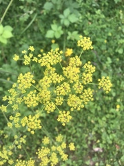 Pastinaca