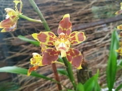 Oncidium luteopurpureum