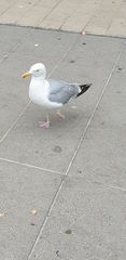 Larus argentatus