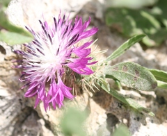 Centaurea sphaerocephala