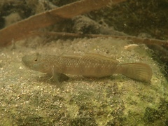 Rhinogobius similis