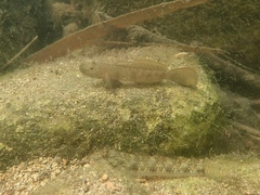Rhinogobius similis