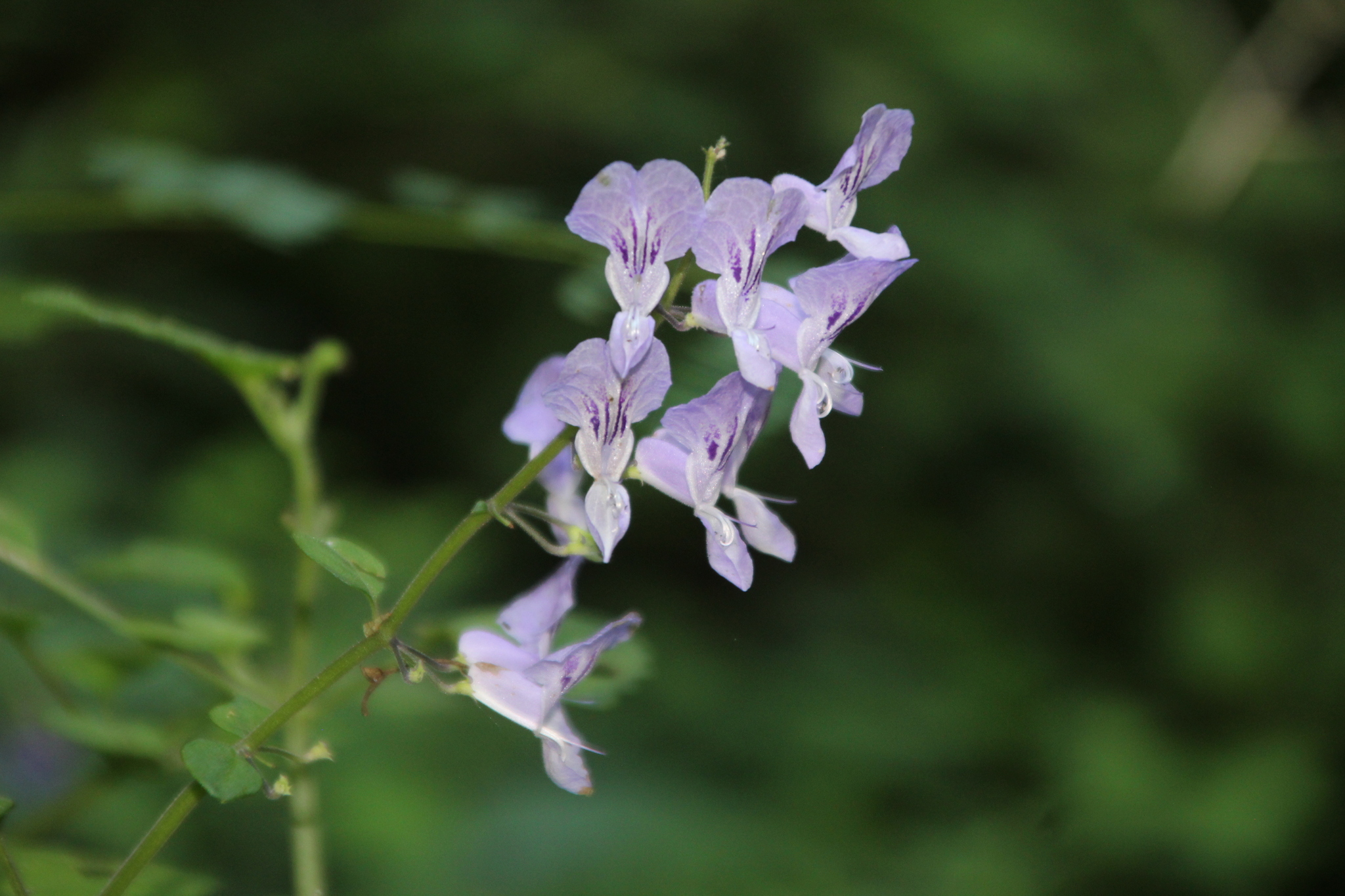 Plectranthus Saccatus (Plectranthus saccatus)