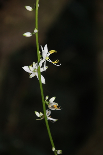 Giant Grasslily (Chlorophytum krookianum)