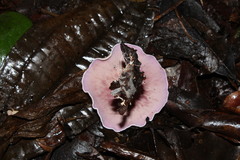 Trogia cantharelloides