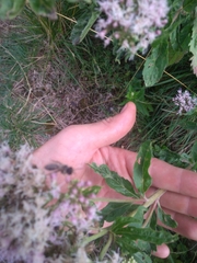 Andrena flavipes