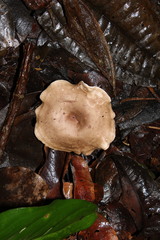 Trogia cantharelloides