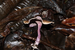 Trogia cantharelloides