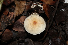 Agaricales
