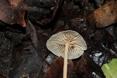 Agaricales