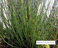 Equisetum variegatum
