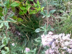 Andrena flavipes