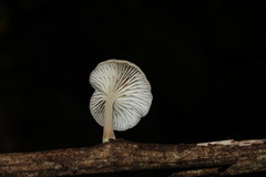 Agaricales