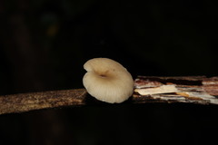 Agaricales