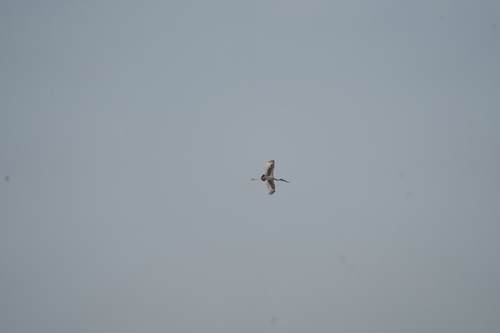 Asian Black-necked Stork