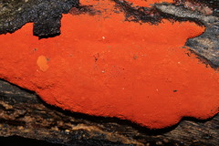 Hypoxylon haematostroma