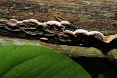 Auricularia brasiliana