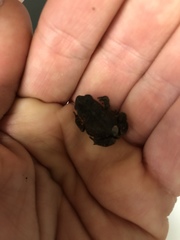 Anaxyrus americanus